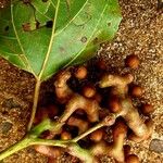 Hovenia dulcis Fruct