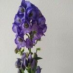 Aconitum variegatum फूल