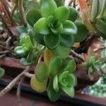 Sedum kimnachii 葉