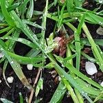 Poa annua Feuille