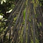 Iriartea deltoidea Bark