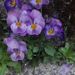 Viola x wittrockiana Blüte