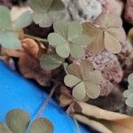 Oxalis exilis Hoja