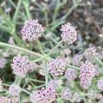 Seseli tortuosum Flower