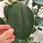 Ficus elasticaList