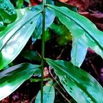 Desmoncus polyacanthos Leaf