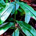 Desmoncus polyacanthos Folha