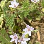 Erodium ciconium Flower