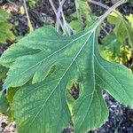 Tithonia diversifolia Foglia
