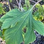 Tithonia diversifolia Φύλλο