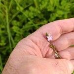 Verbena officinalisFlower