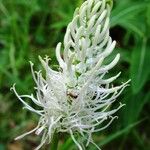 Phyteuma spicatum Flower