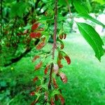 Acer cissifolium Fruit