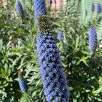 Echium webbii Flower