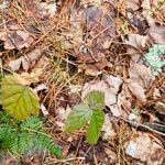 Rubus hispidus Leaf