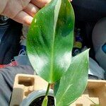 Philodendron martianum Blad