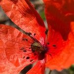 Papaver dubiumFlower