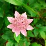 Astrantia majorÇiçek