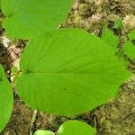 Viburnum lantanoides Leaf