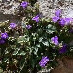 Campanula andrewsii Flower