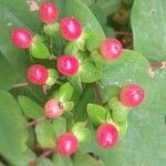 Hypericum androsaemum Frukto