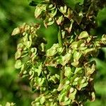 Rumex longifolius Frugt