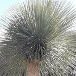 Yucca elata Blad