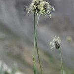 Alopecurus alpinus Λουλούδι