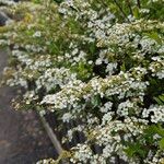 Spiraea hypericifolia Yeri