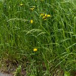 Crepis biennis Habitus