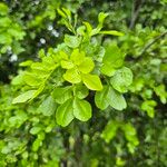 Haplocoelum foliolosum Leaf