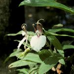 Zygosepalum labiosum Flower