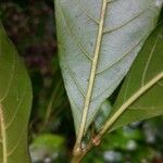 Vouarana guianensis Foglia