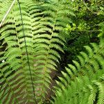 Dicksonia antarctica 葉