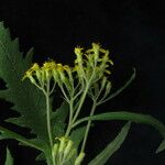 Senecio royleanus Hábitos