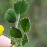 Medicago truncatula Blad