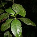 Ronabea latifolia Outro