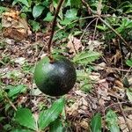Strychnos aculeata Fruto