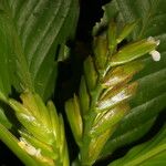 Hylaeanthe unilateralis Hoja