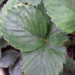 Fragaria x ananassa Leaf