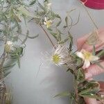 Clematis orientalis 花