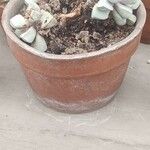 Lapidaria margaretae Hoja