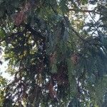 Sequoia sempervirens ഇല