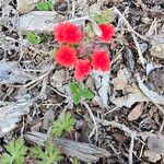 Verbena peruviana Λουλούδι