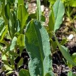 Cerinthe glabra Hoja