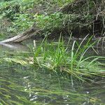 Sparganium emersum Habitat