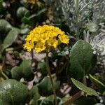 Abronia latifolia 花