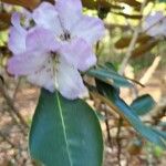 Rhododendron campanulatum Flower