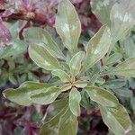 Amaranthus blitoides Folla