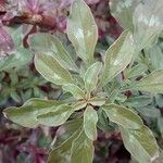 Amaranthus blitoides Lapas